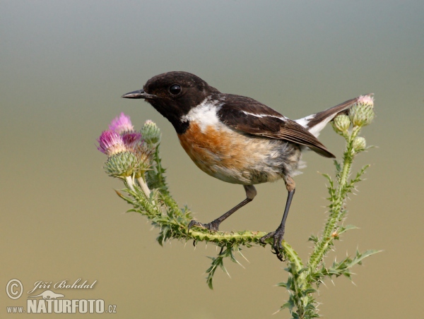 Stonechat (Saxicola torquata)