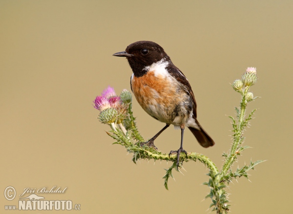 Stonechat (Saxicola torquata)