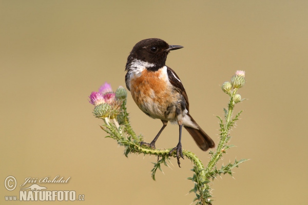 Stonechat (Saxicola torquata)