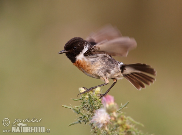 Stonechat (Saxicola torquata)