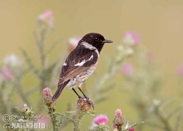 Stonechat (Saxicola torquata)