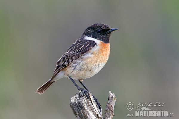 Stonechat (Saxicola torquata)