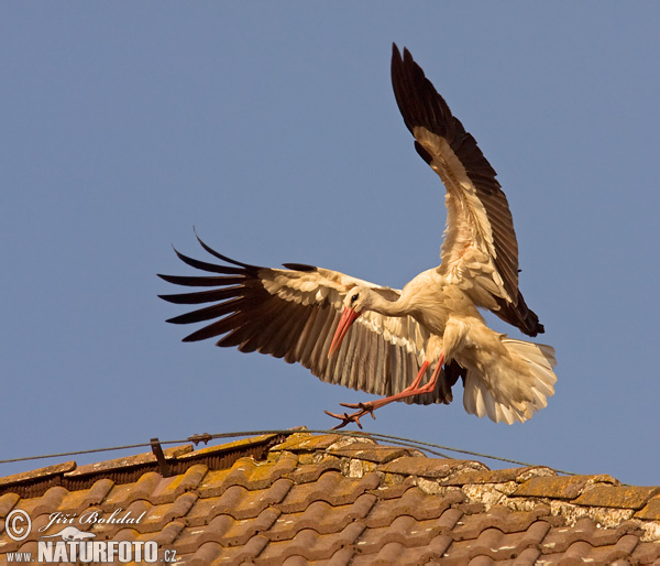 Stork