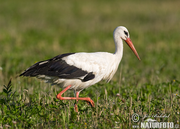 Stork