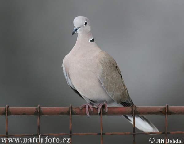 Streptopelia decaocto