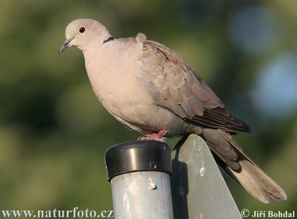 Streptopelia decaocto