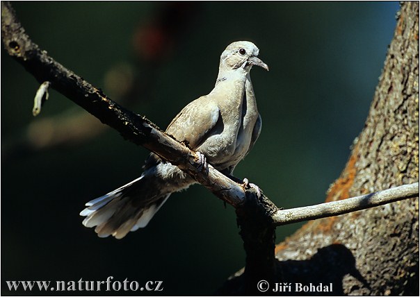 Streptopelia decaocto