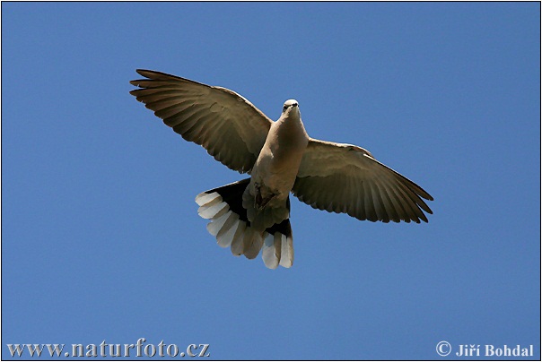 Streptopelia decaocto