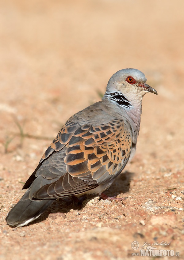 Streptopelia turtur