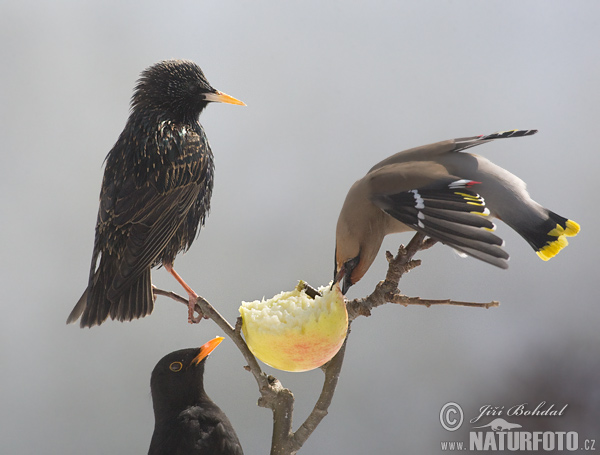 Sturnus vulgaris