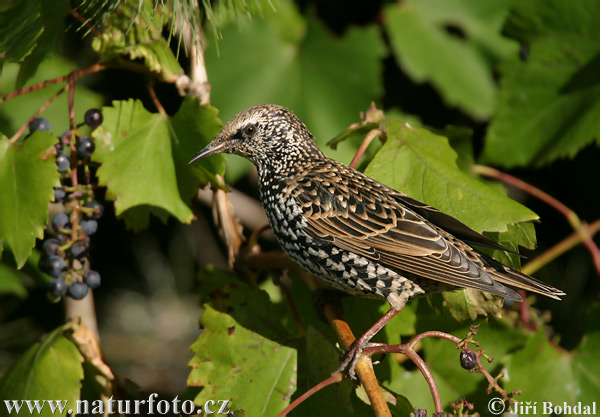 Sturnus vulgaris