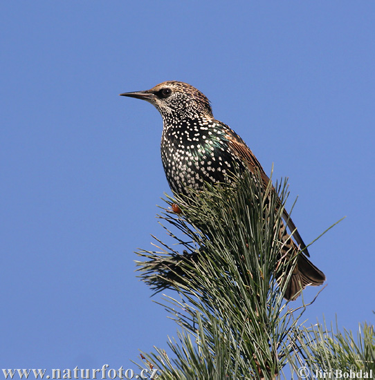 Sturnus vulgaris