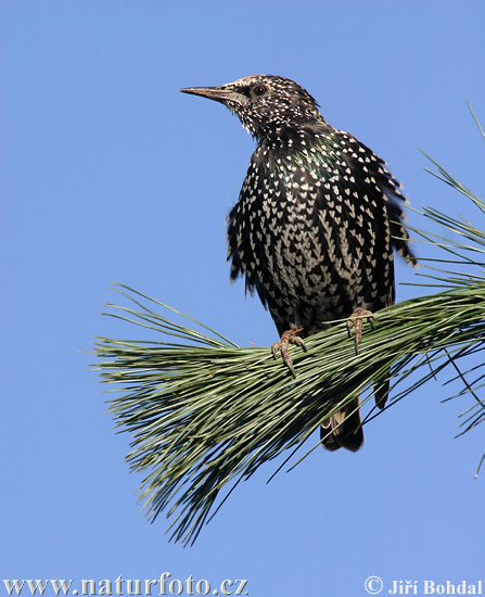 Sturnus vulgaris