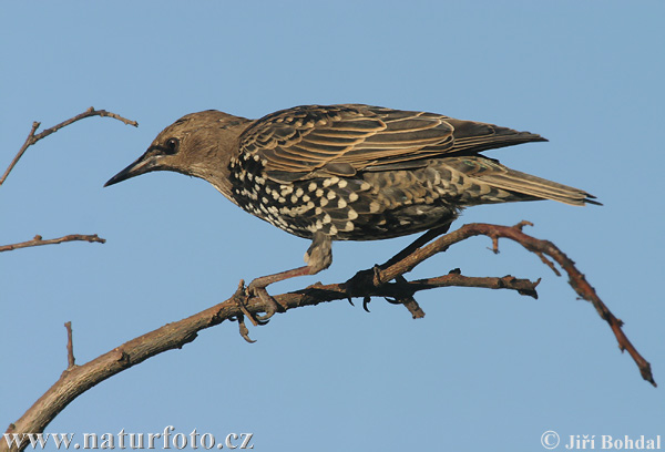 Sturnus vulgaris