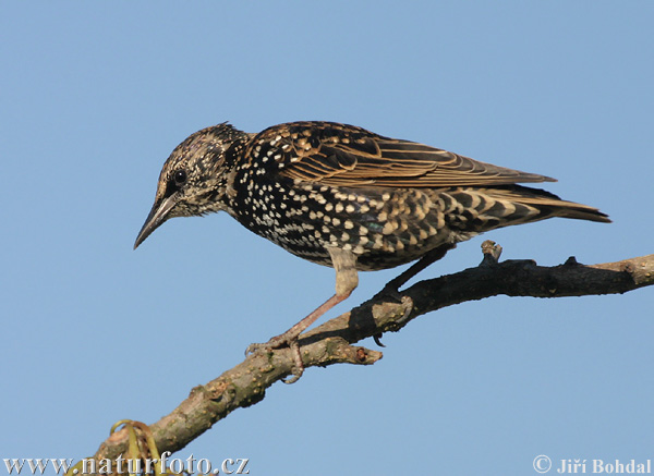 Sturnus vulgaris