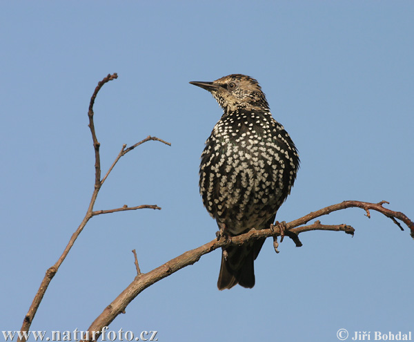 Sturnus vulgaris