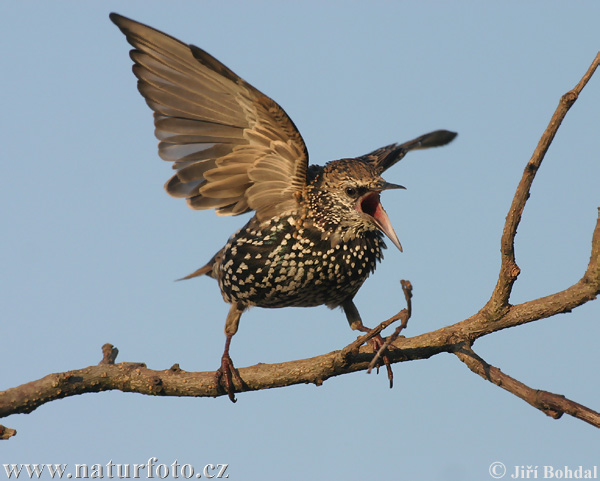 Sturnus vulgaris