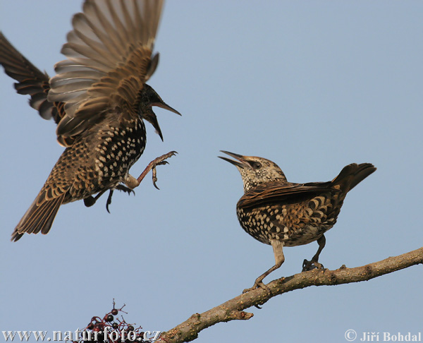 Sturnus vulgaris