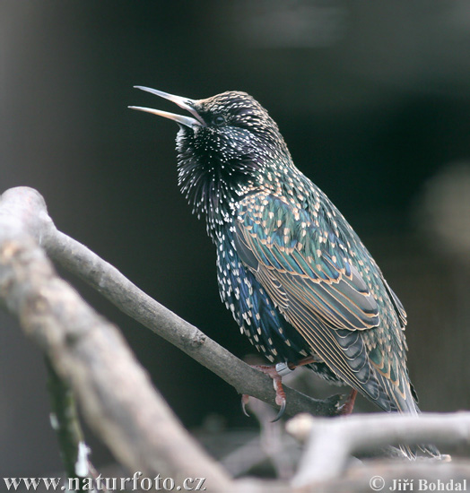 Sturnus vulgaris