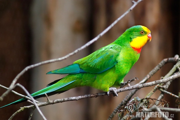 Superb Parrot (Polytelis swainsonii)