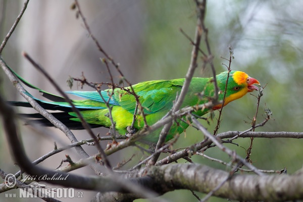 Superb Parrot (Polytelis swainsonii)