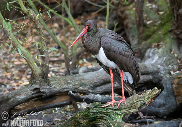 Svart stork