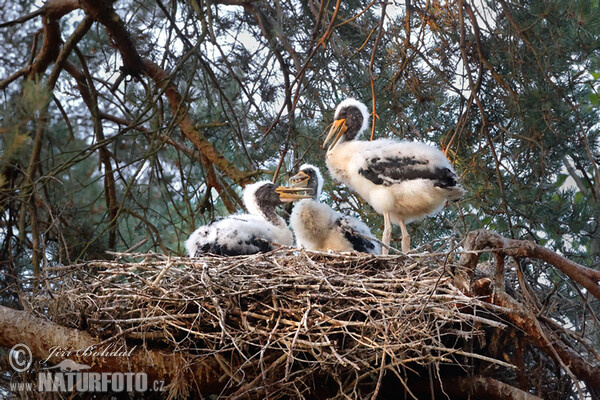Svartstork