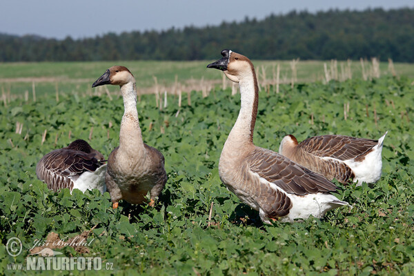 Swan Goose (Anser cygnoid f. domestica)