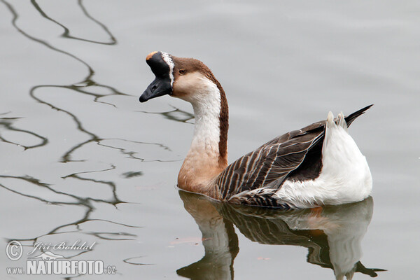 Swan Goose (Anser cygnoid f. domestica)