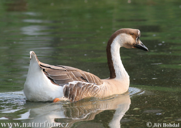 Swan Goose (Anser cygnoid f. domestica)