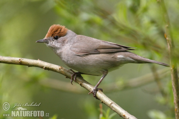 Sylvia atricapilla