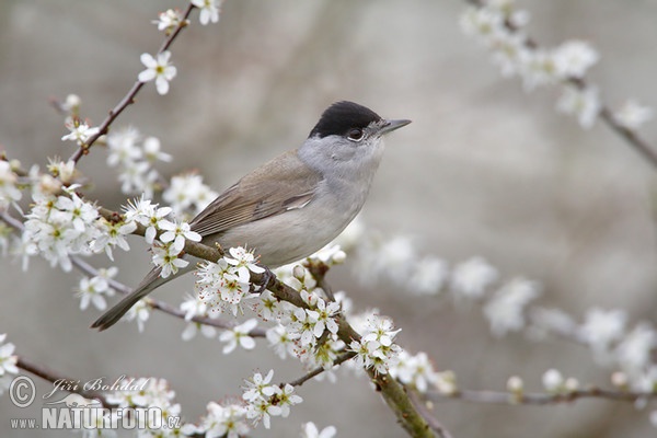 Sylvia atricapilla