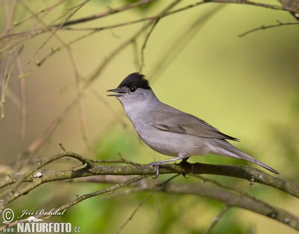 Sylvia atricapilla