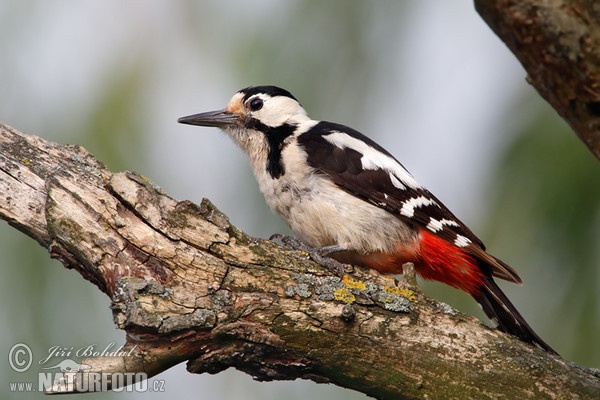 Syrian Woodpecker (Dendrocopos syriacus)