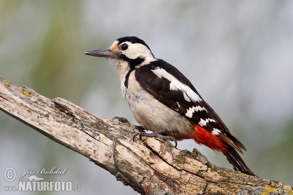 Syrian Woodpecker (Dendrocopos syriacus)