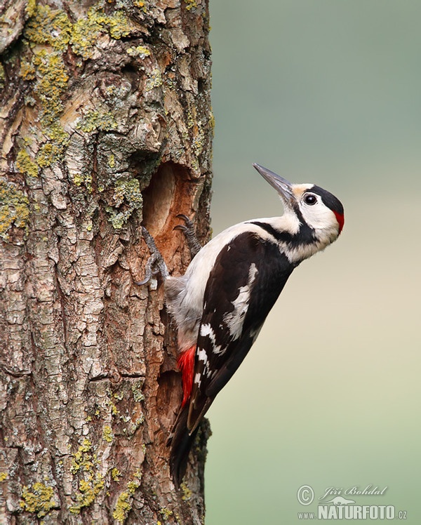 Syrian Woodpecker (Dendrocopos syriacus)