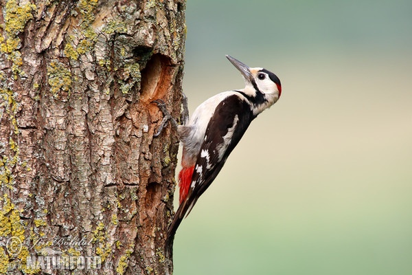 Syrian Woodpecker (Dendrocopos syriacus)