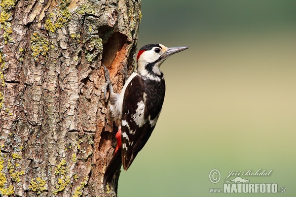 Syrian Woodpecker (Dendrocopos syriacus)