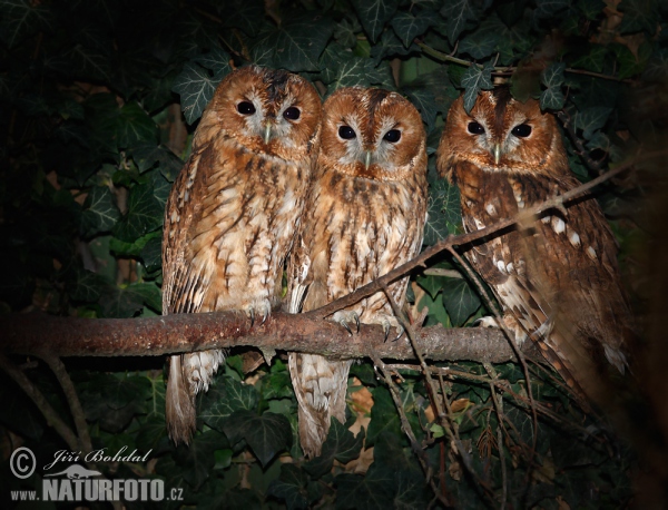 Tawny Owl (Strix aluco)