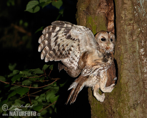 Tawny Owl (Strix aluco)