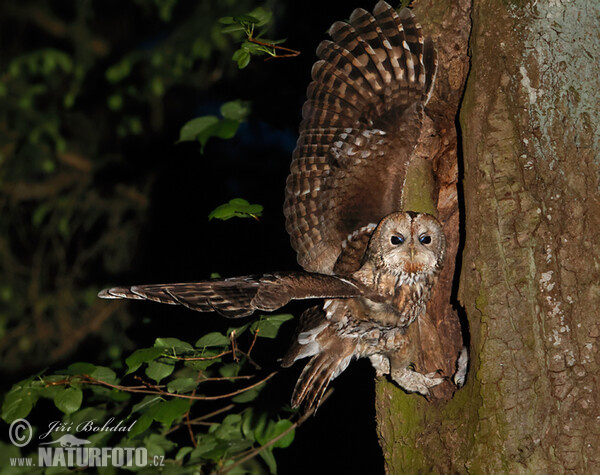 Tawny Owl (Strix aluco)