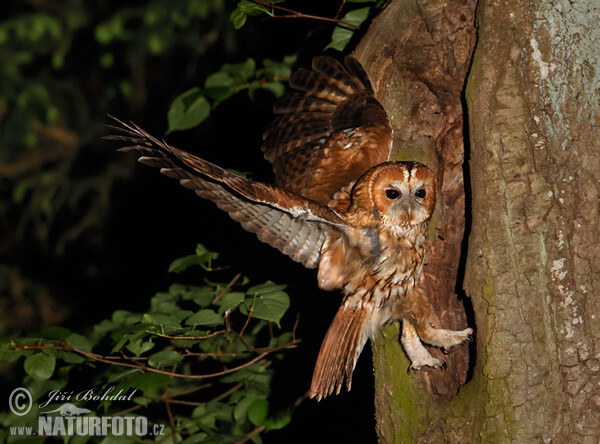 Tawny Owl (Strix aluco)