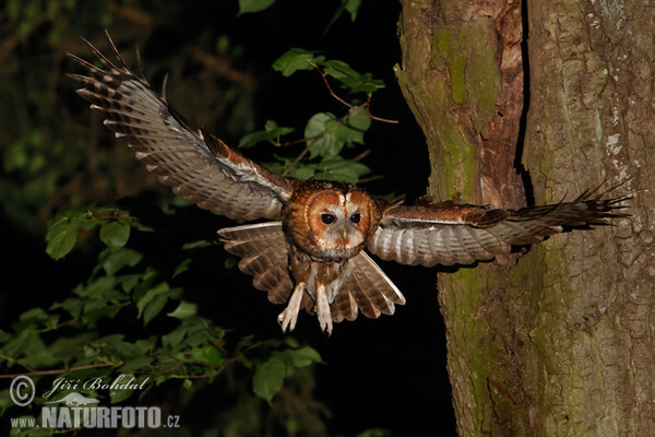 Tawny Owl (Strix aluco)