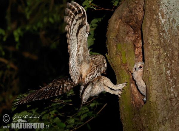 Tawny Owl (Strix aluco)