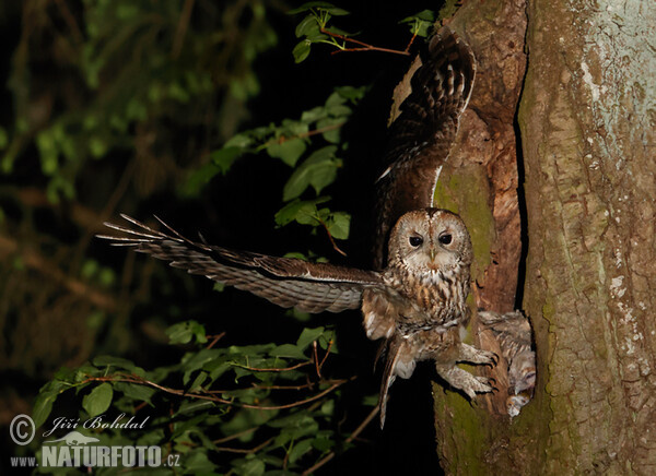 Tawny Owl (Strix aluco)