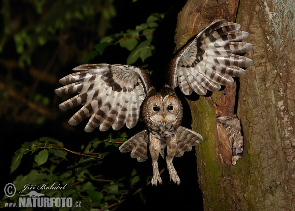Tawny Owl (Strix aluco)