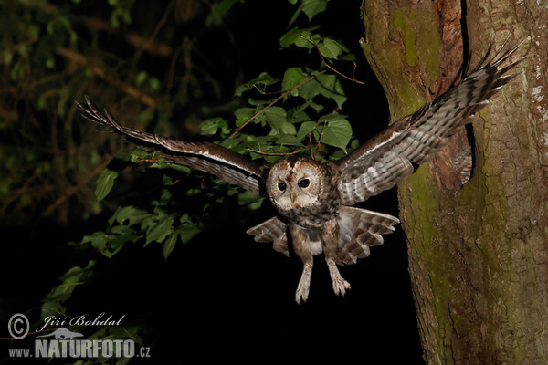 Tawny Owl (Strix aluco)