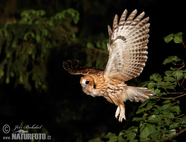 Tawny Owl (Strix aluco)