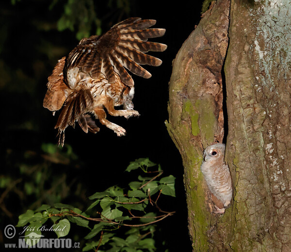 Tawny Owl (Strix aluco)