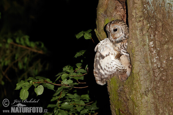 Tawny Owl (Strix aluco)